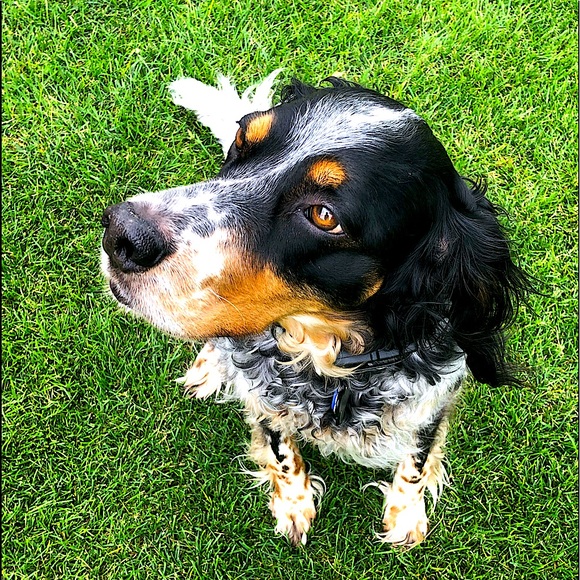 Meet your posher - Picture 1 of 1